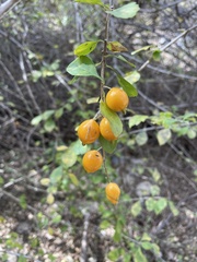 Duranta erecta