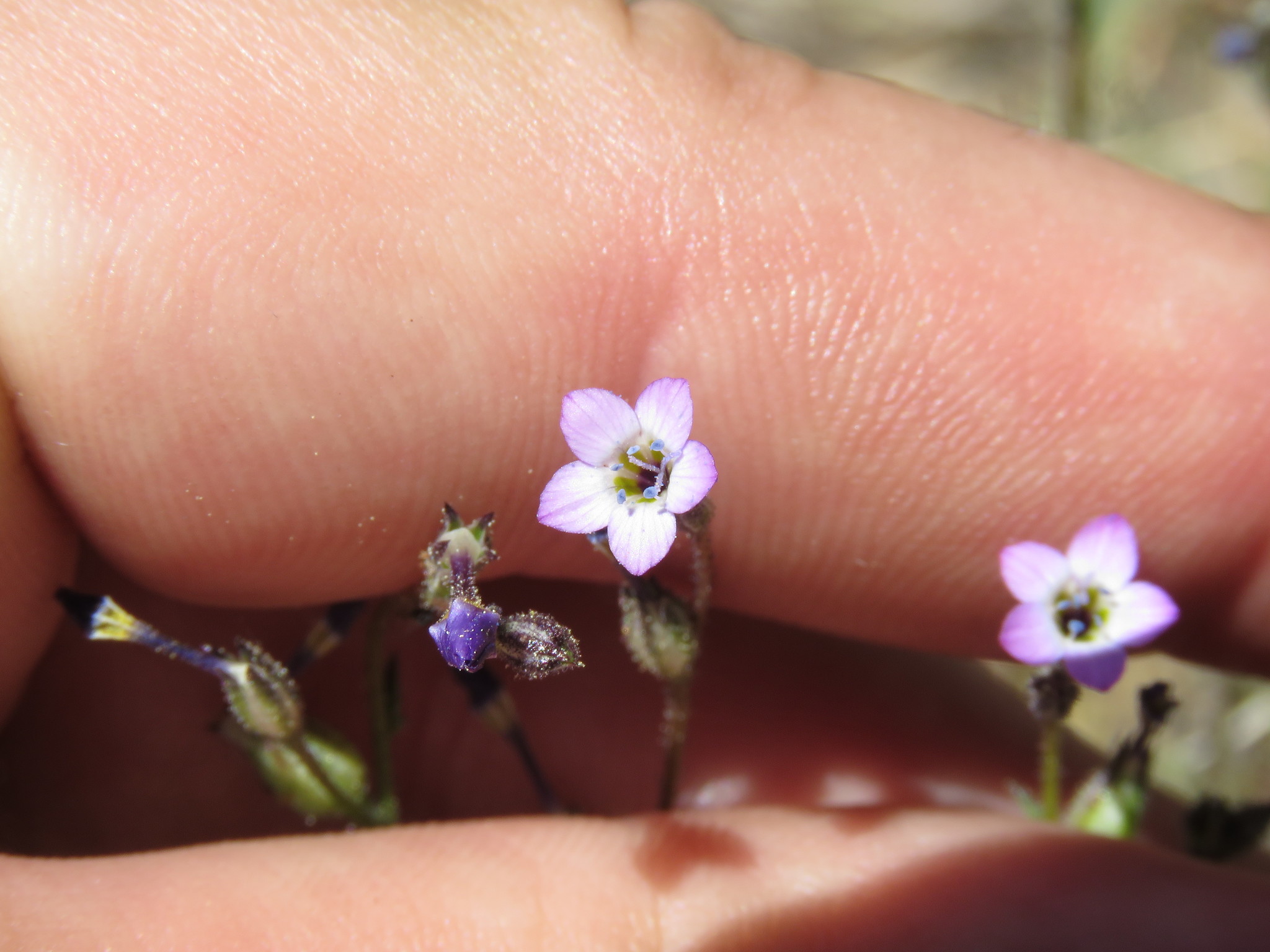 Gilia modocensis