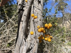 Duranta erecta