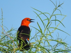 Amblyramphus holosericeus