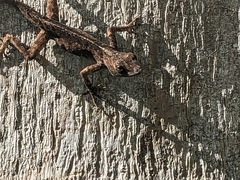 Anolis sagrei