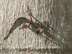 Anolis sagrei