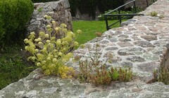 Centranthus ruber