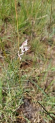 Gladiolus permeabilis