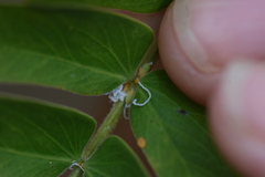 Acizzia jamatonica