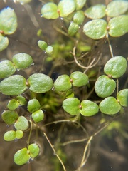Gratiola amphiantha