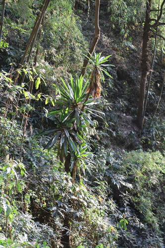 Dracaena steudneri image