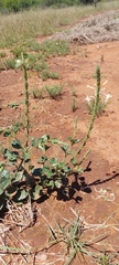Chascanum hederaceum