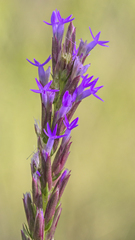 Liatris chapmanii