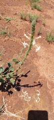 Chascanum hederaceum
