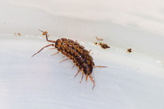 Porcellionides cingendus