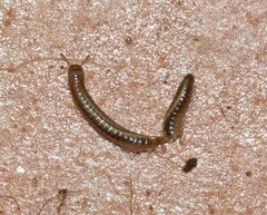 Brachyiulus pusillus