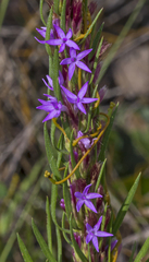 Liatris chapmanii