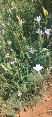 Barleria pretoriensis