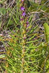 Liatris chapmanii