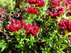Rhodiola