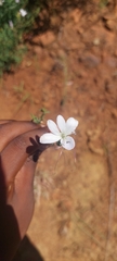Barleria pretoriensis