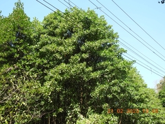 Rhizophora mucronata