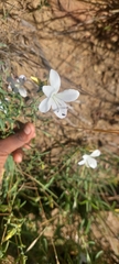 Barleria pretoriensis