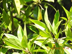 Rhizophora mucronata