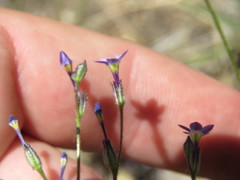 Gilia modocensis