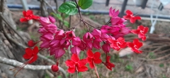 Clerodendrum thomsoniae