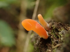 Guepinia helvelloides