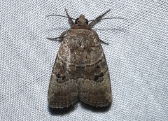 Elaphria fuscimacula