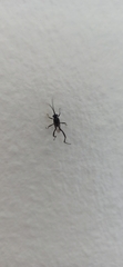 Evania appendigaster
