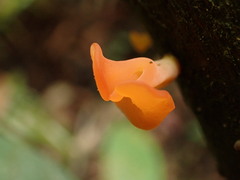 Guepinia helvelloides