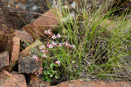Image of Micranthes nudicaulis by no rights reserved