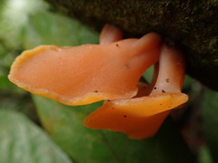 Guepinia helvelloides