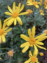 Euryops pectinatus