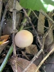 Bolbitius aleuriatus