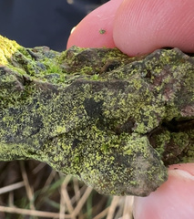 Polycauliona phlogina