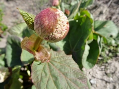Rumiceae