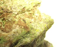 Polycauliona phlogina