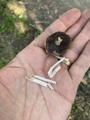 Bolbitius aleuriatus