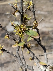 Forestiera phillyreoides