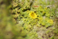 Polycauliona phlogina