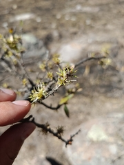 Forestiera phillyreoides