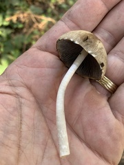 Bolbitius aleuriatus