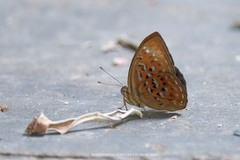 Taxila haquinus