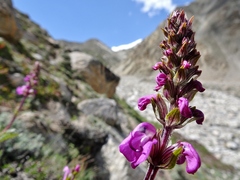 Pedicularis rhinanthoides