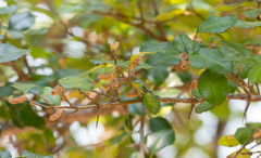 Streblus ilicifolius