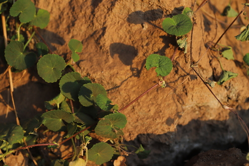 Centella asiatica image