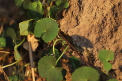 Centella asiatica image