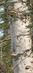 Fomitopsis betulina