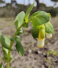 Cerinthe major