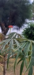 Jatropha multifida